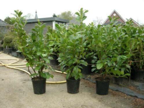 Haagplanten (o.a. Laurier), Tuin en Terras, Planten | Tuinplanten, Overige soorten, Halfschaduw, Ophalen