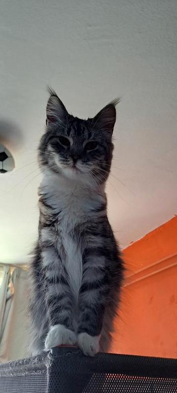 Maine coon poes beschikbaar voor biedingen