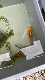 4x Ghost Koi karper gratis, Dieren en Toebehoren, Vissen | Vijvervissen, Karper of Koi