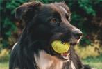 Hondenballen.  Gebruikte tennisballen, stuur gerust bericht!, Verzenden, Gebruikt, Hondenballen