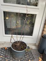 Alpenbes Schmidt, Vaste plant, Halfschaduw, Lente, Ophalen