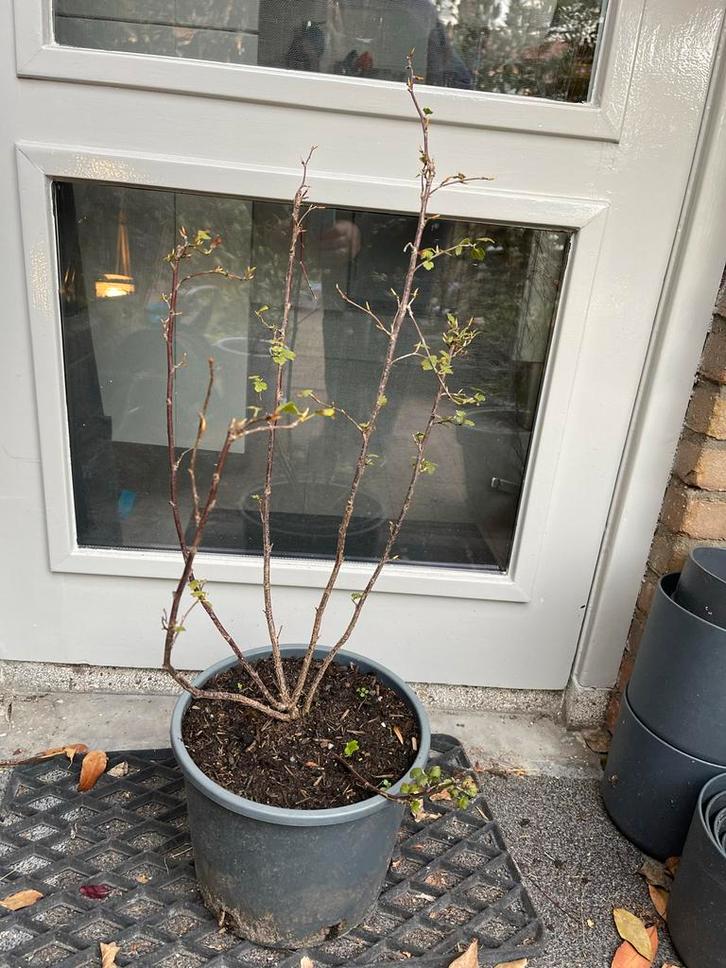 Alpenbes Schmidt, Tuin en Terras, Planten | Tuinplanten, Vaste plant, Overige soorten, Halfschaduw, Lente, Ophalen