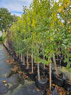 Malus evereste te koop! (Sierappel), Halfschaduw, Overige soorten, Lente, 100 tot 250 cm