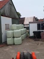 Mini baaltjes 30 stuks 3e snee 2025, Dieren en Toebehoren, Ophalen of Verzenden, Vee