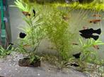 Mollies, platies, and predator snails for free., Dieren en Toebehoren, Vissen | Aquariumvissen, Vis
