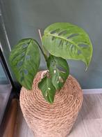 Monstera Esqueleto, Huis en Inrichting, Kamerplanten, Groene kamerplant, Ophalen of Verzenden, Overige soorten, Minder dan 100 cm