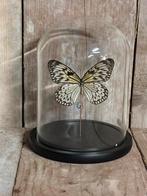 Stolp met Idea Loeconoe vlinder, Ophalen of Verzenden, Nieuw, Insect, Opgezet dier