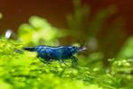 Blue Dream Neocaridina Siergarnaal, Kreeft, Krab of Garnaal