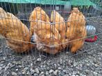 Orpington hanen, Dieren en Toebehoren, Pluimvee, Mannelijk, Kip