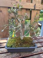 Olijf bonsai, Tuin en Terras, Planten | Bomen, Olijfboom, Minder dan 100 cm, Ophalen