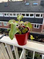 Makkelijk te verzorgen vetplant (Calanchoe daigremontania), Huis en Inrichting, Kamerplanten, Overige soorten, Minder dan 100 cm