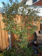 Vlinderstruik of Buddleja, Overige soorten, 100 tot 250 cm, Zomer, Ophalen