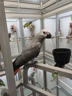 grijze roodstaart, Dieren en Toebehoren, Vogels | Parkieten en Papegaaien, Meerdere dieren, Papegaai, Geringd