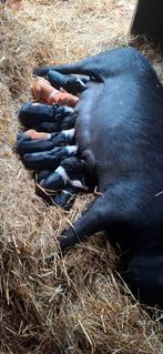 Husumer X Berkshire biggetjes te koop, Dieren en Toebehoren, Schapen, Geiten en Varkens