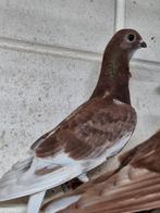 Een aantal figurita meeuwen, Dieren en Toebehoren, Meerdere dieren, Overige soorten
