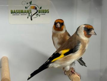 Majoor putters - Carduelis carduelis beschikbaar voor biedingen