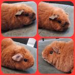2 schattige, jonge cavia's,zeugjes,californa x rex,vervoer, Dieren en Toebehoren, Knaagdieren, Cavia, Vrouwelijk, Tam, Oktober