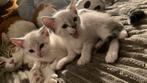 Kittens te koop, Dieren en Toebehoren, Katten en Kittens | Raskatten | Korthaar, Meerdere dieren, 0 tot 2 jaar