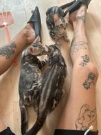 LAATSTE 3 SILVER MARBLE BENGAAL KITTENS, Meerdere dieren, Ontwormd, 0 tot 2 jaar