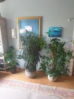 Mooie kamerplanten 3 stuks, Huis en Inrichting, Kamerplanten, Ophalen, Overige soorten, Minder dan 100 cm