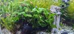 Microsorum Pteropus Javavaren - Aquariumplant, Ophalen of Verzenden, Nieuw, Plant(en), Steen of Hout