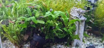 Microsorum Pteropus Javavaren - Aquariumplant beschikbaar voor biedingen
