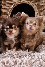 2 langharige chihuahua teefjes ️, Dieren en Toebehoren, Honden | Chihuahua's en Gezelschapshonden, 6 jaar of ouder, Rabiës (hondsdolheid)