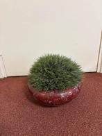 Groene bolplant in pot (nep), Overige soorten, In pot, Minder dan 100 cm, Groene kamerplant