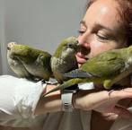 qauker parkieten puppys keuze uit meer dan 100 stuks, Dieren en Toebehoren, Meerdere dieren, Papegaai, Pratend