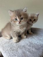 Britse korthaar kittens lilac en blue, Meerdere dieren, Ontwormd, 0 tot 2 jaar