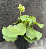 Biologisch geteelde Geranium met roze bloem, Overige soorten, Volle zon, Eenjarig, Ophalen of Verzenden