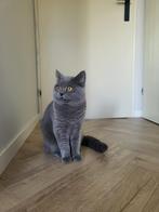 Zorro Ervaren Dekkater ( niet te koop)!, Dieren en Toebehoren, Katten en Kittens | Raskatten | Korthaar, Kater, Ingeënt