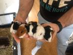 Ze zijn er weer! Jonge cavia’s. 20 november geboren., Dieren en Toebehoren, Knaagdieren, Cavia, November, Meerdere dieren, Tam