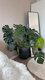 Monstera kamerplant met pot, Huis en Inrichting, Kamerplanten, Ophalen, In pot, Halfschaduw, Minder dan 100 cm