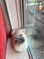 Ragdoll dekkater (niet te koop), Dieren en Toebehoren, Katten en Kittens | Raskatten | Langhaar, Kater