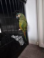 Ara maracana papagaai, Geslacht onbekend, Papegaai, Geringd