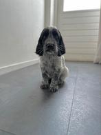 Super lieve sociale knappe Cocker pup, Dieren en Toebehoren, Reu, 8 tot 15 weken, Eén hond, Spaniël