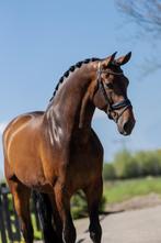 Mooie en lieve 7 jarige ruin, Dieren en Toebehoren, Paarden, Z, Gechipt, 7 tot 10 jaar, Ruin