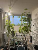 NFT-DWC Hydroponic culture system, Tuin en Terras, Kweekspullen, Ophalen, Zo goed als nieuw, Overige typen