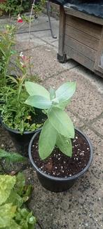 Eucalyptus globulus planten, Ophalen, Zomer, Overige soorten, Volle zon