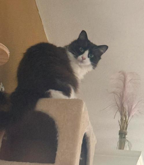 Seal sepia ragdoll met stamboom (fok) poes herplaatsing., Dieren en Toebehoren, Katten en Kittens | Raskatten | Langhaar, Poes