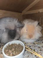 teddywidder koppel, Dieren en Toebehoren, Konijnen, Meerdere dieren, Klein, 0 tot 2 jaar