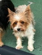 Lex is een stud. 2 kilo Yorkshire witte Biewer, Dieren en Toebehoren, Rabiës (hondsdolheid), Reu, 1 tot 2 jaar, Eén hond