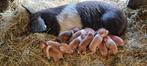 Raszuivere roodbonte husumer biggen, Dieren en Toebehoren, Meerdere dieren, 0 tot 2 jaar, Varken