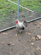 Zijdehoen haantje, Dieren en Toebehoren, Mannelijk, Kip