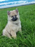 Wolfsgrauwe keeshond pup, Dieren en Toebehoren, Honden | Poolhonden, Keeshonden en Oertypen, Keeshond, 8 tot 15 weken, CDV (hondenziekte)