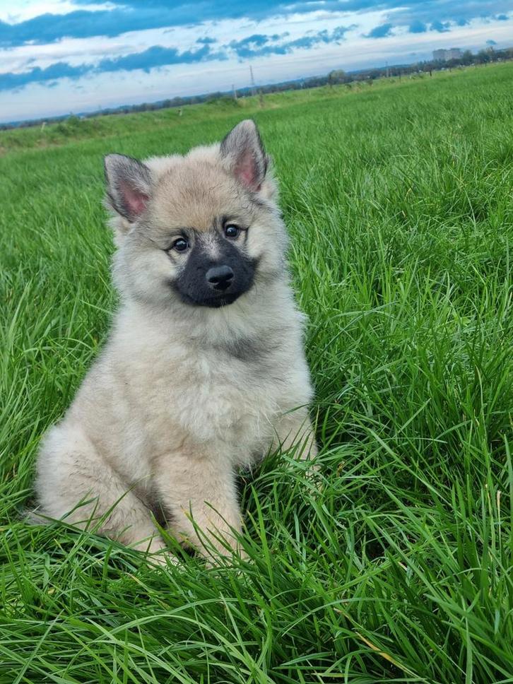 Wolfsgrauwe keeshond pup, Dieren en Toebehoren, Honden | Poolhonden, Keeshonden en Oertypen, Meerdere dieren, Keeshond, Particulier