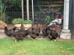 Raszuivere marans kippen, Dieren en Toebehoren, Pluimvee, Vrouwelijk, Kip