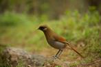 Mooi onverwant bewezen koppel, Meerdere dieren, Tropenvogel, Geringd