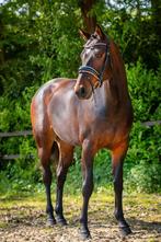 Lieve merrie zoekt 5* huisje, Dieren en Toebehoren, Paarden, Merrie, Gechipt, Niet van toepassing, 160 tot 165 cm